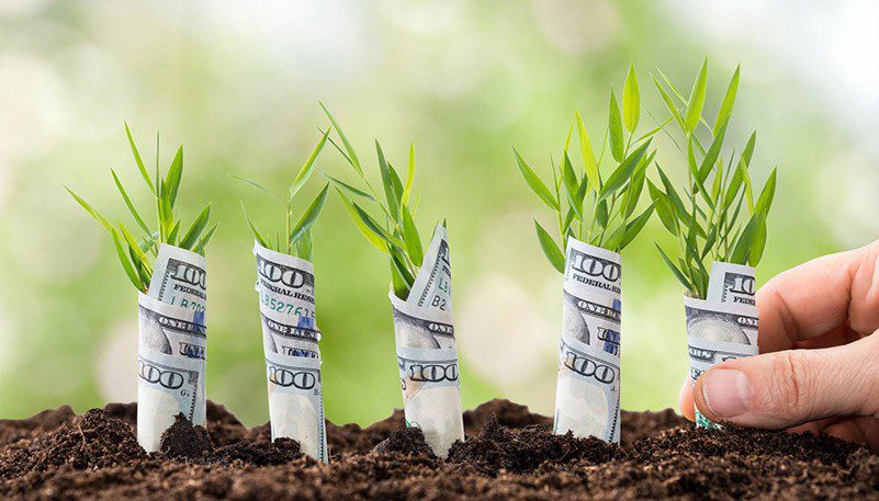 Bank notes wrapped around plants in soil